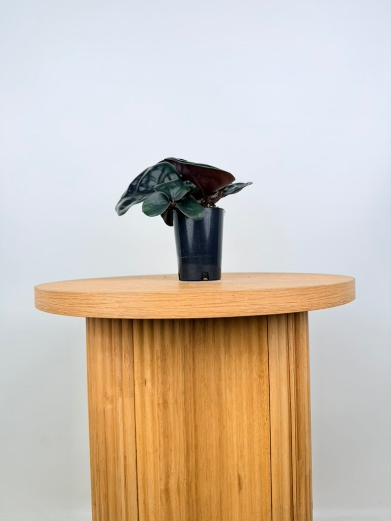 Geogenanthus ciliatus Midnight Pearl rounded dark leaves
