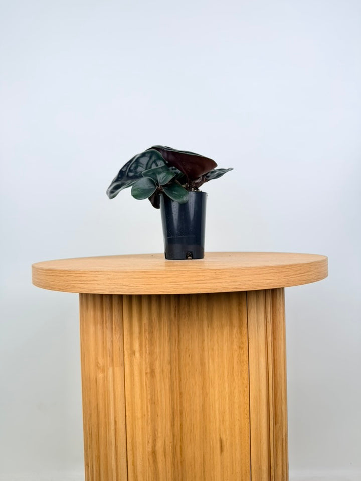 Geogenanthus ciliatus Midnight Pearl rounded dark leaves