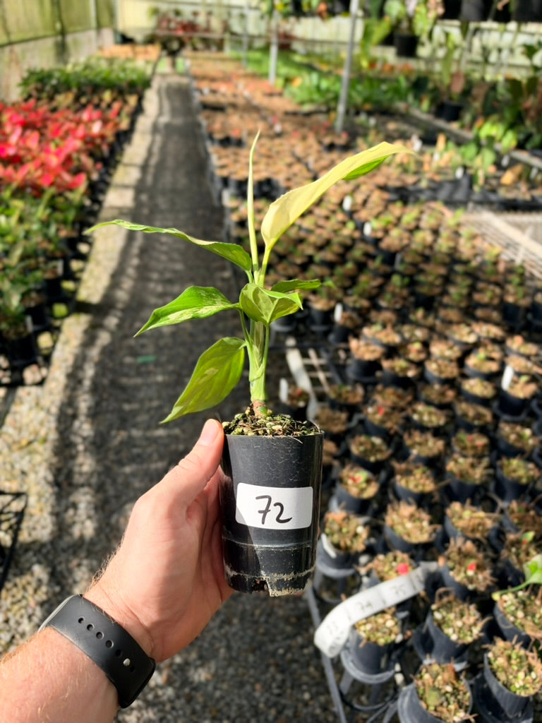 Handpicked #72 - Aglaonema Modestum Variegata