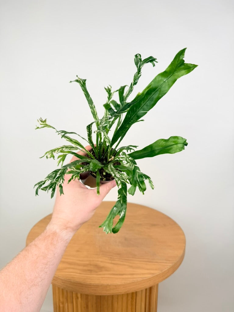 Asplenium Nidus Variegata