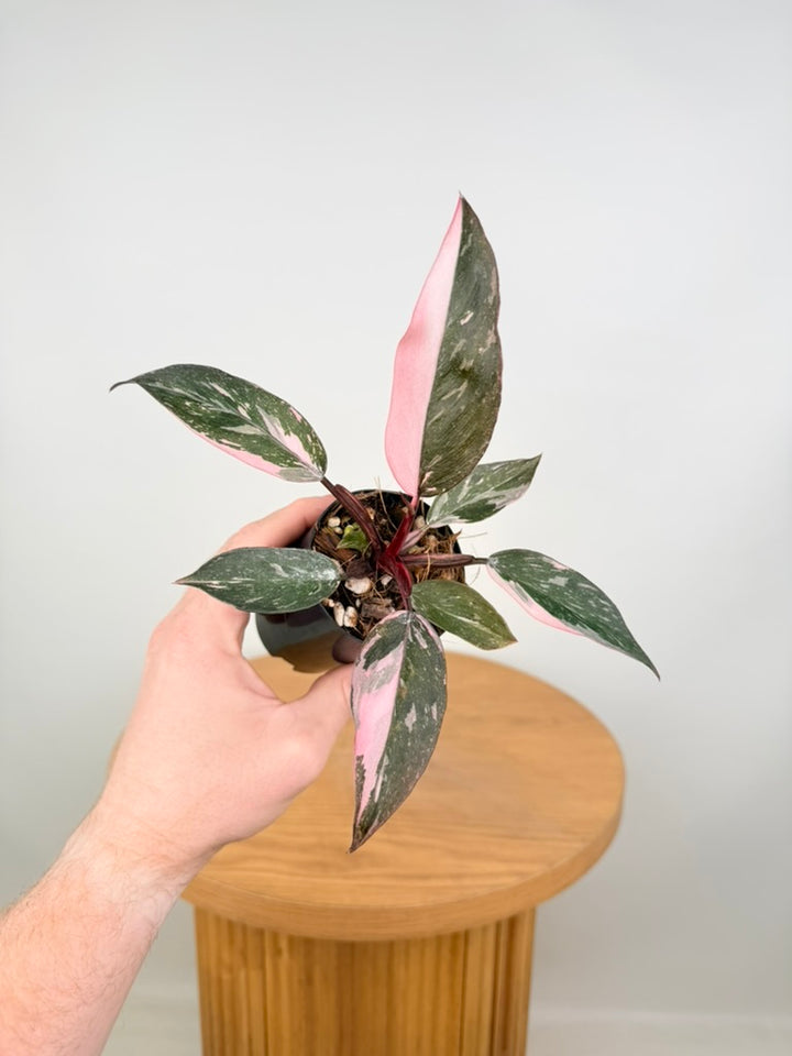 Philodendron Erubescens - Pink Princess Galaxy Marble - Imperfect Foliage