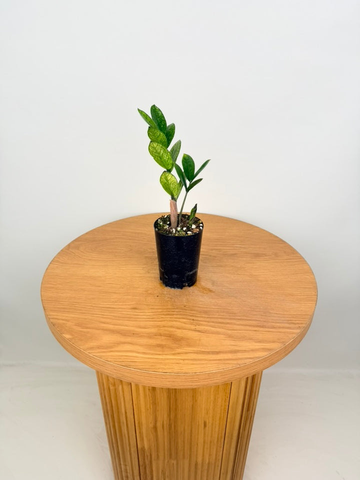 Zamioculcas Zamiifolia - Akebono