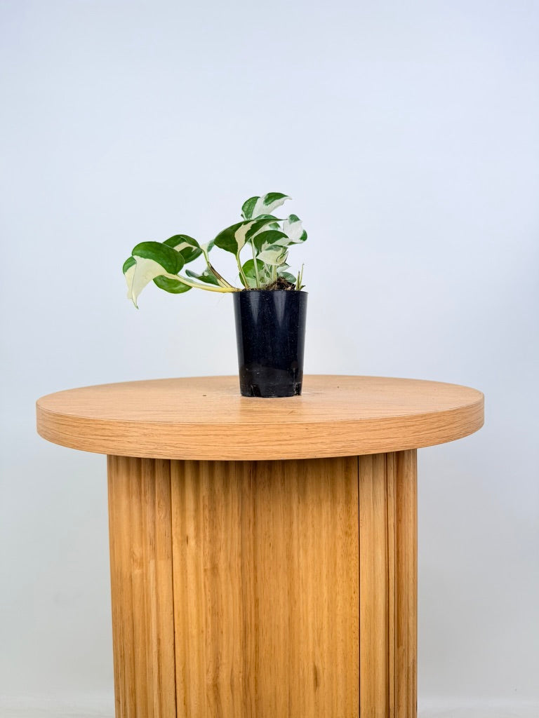 Epipremnum Aureum - Manjula