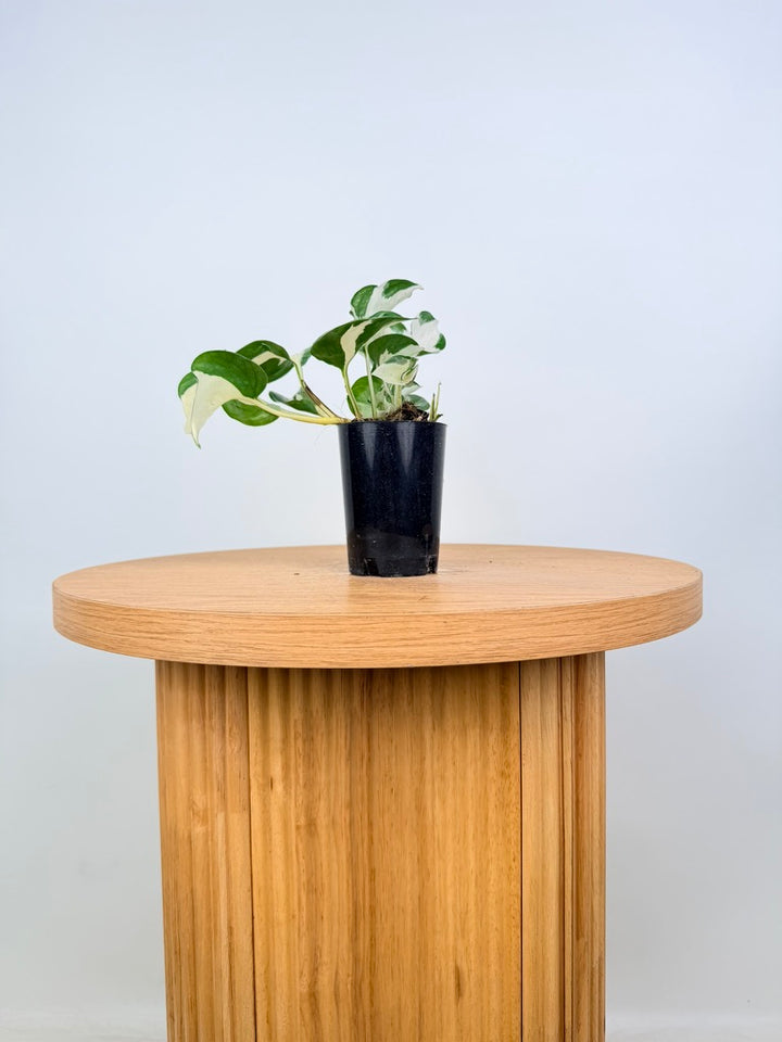 Epipremnum Aureum - Manjula