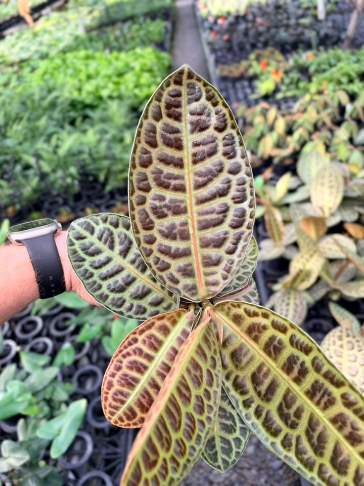 Handpicked #100 - Labisia Beccarii - Turtleback