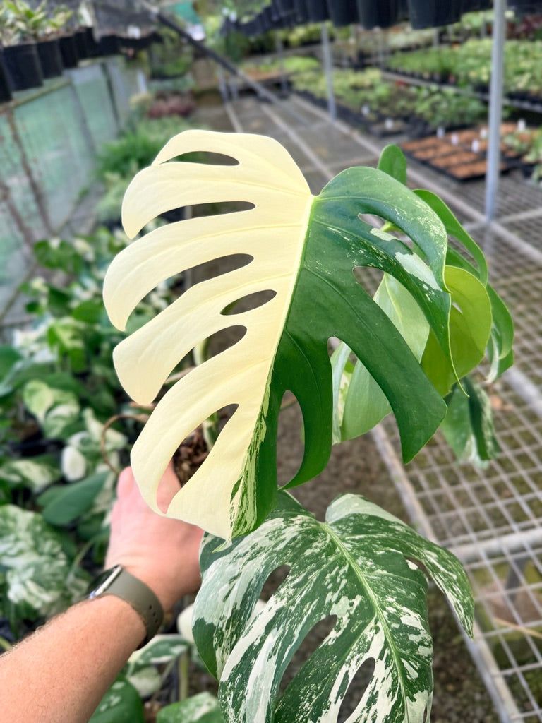 Handpicked #134 - Monstera Deliciosa Borsigiana Variegated Albo