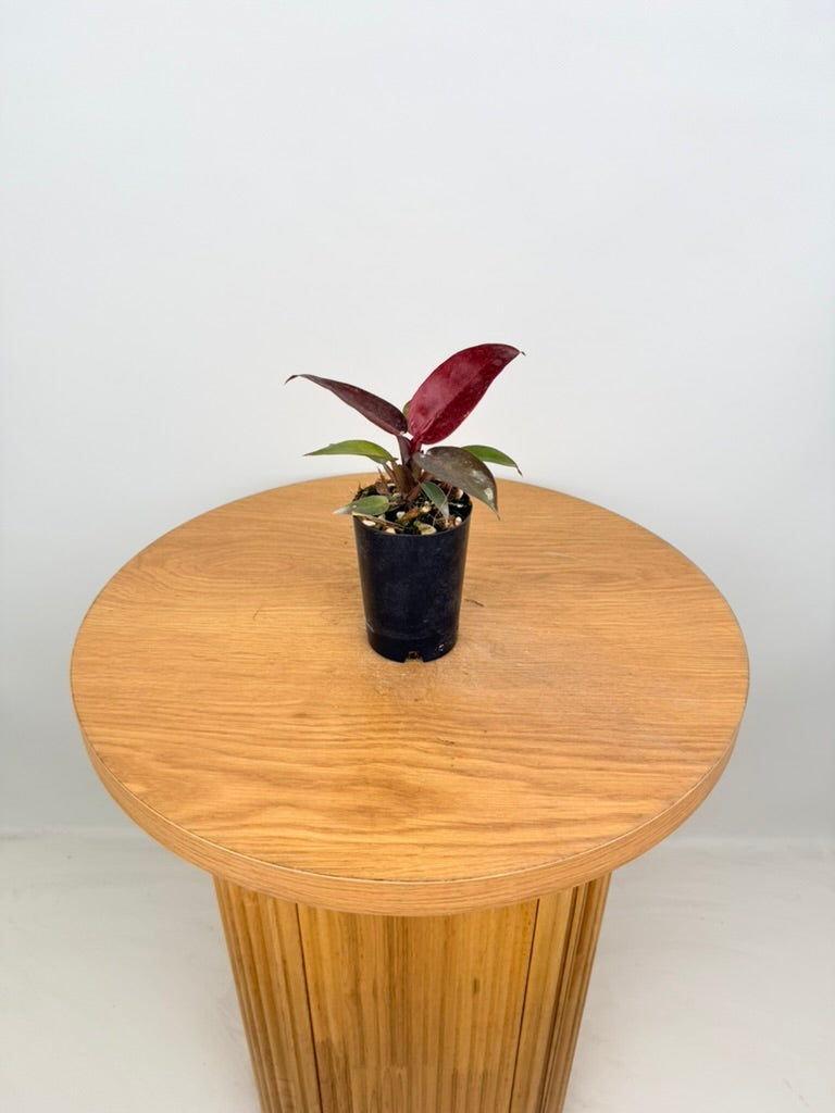 Philodendron Erubescens - Sun Red