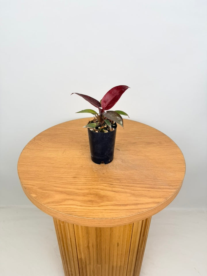 Philodendron Erubescens - Sun Red