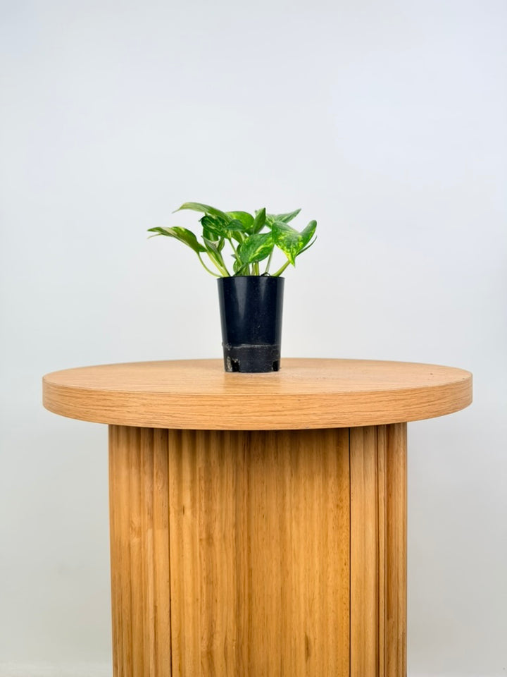 Epipremnum Aureum - Devils Ivy