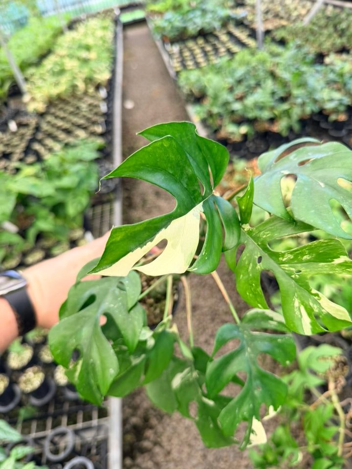 Handpicked #14 -  Rhaphidophora Tetrasperma Variegata Albo