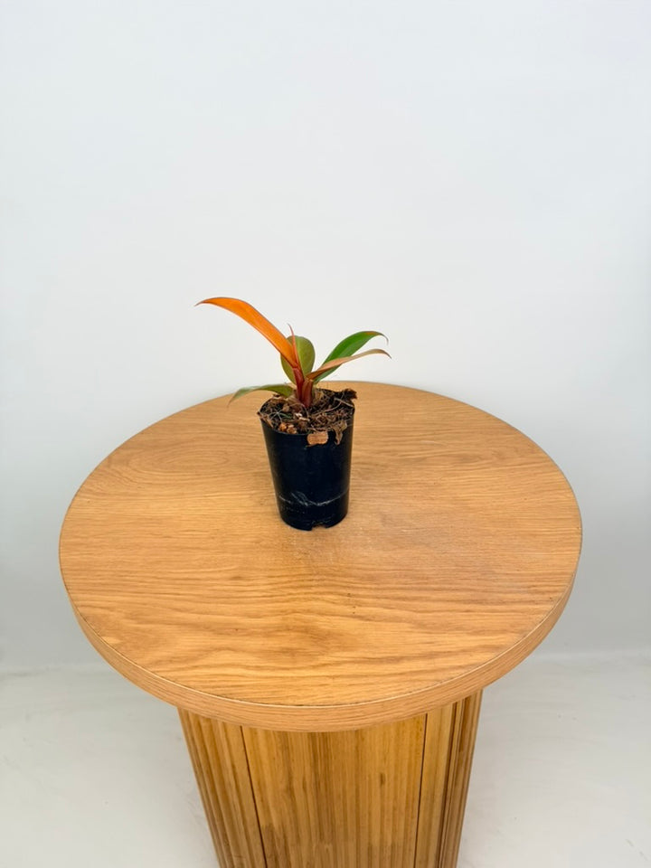 Philodendron Erubescens - Prince of Orange