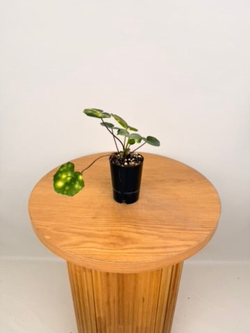Farfugium Japonicum - Aureomaculatum