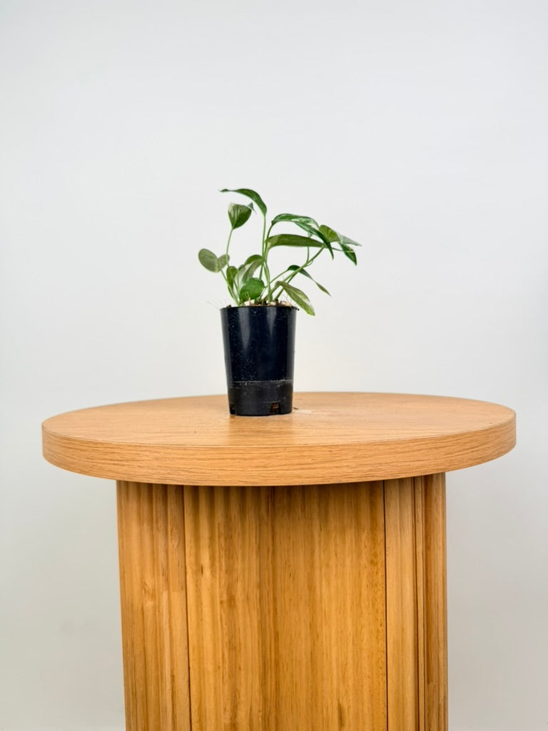 Epipremnum Pinnatum - Variegata Albo