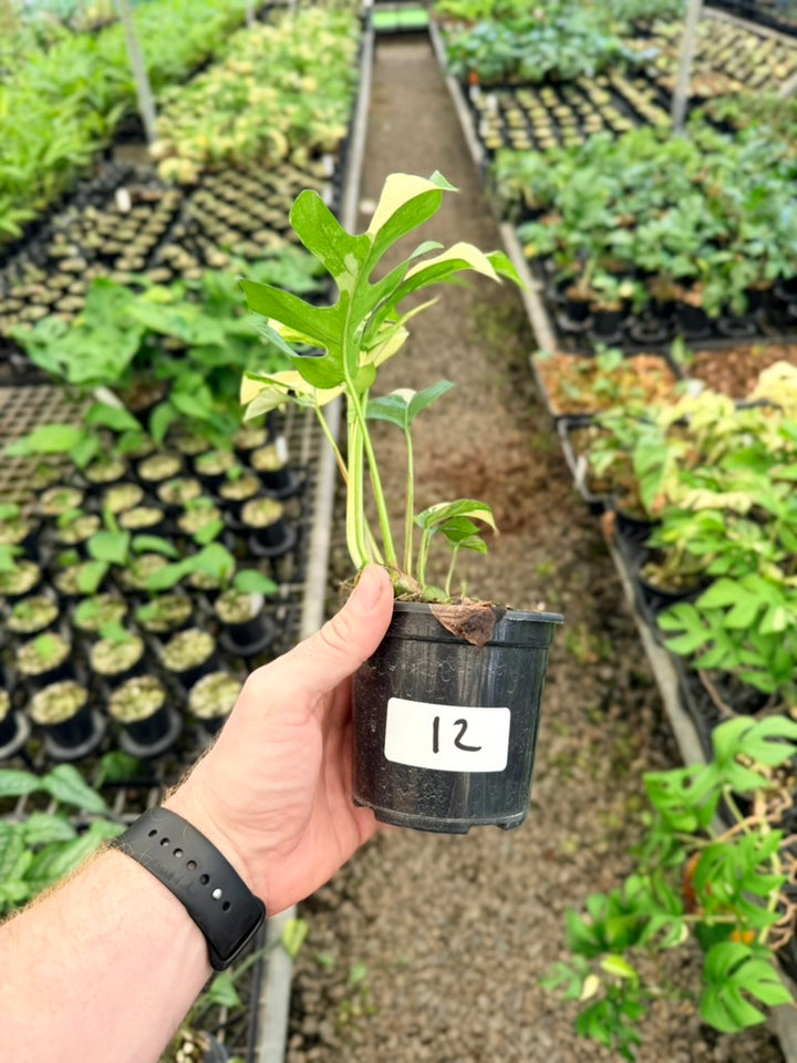 Handpicked #12 - Rhaphidophora Tetrasperma Variegata Albo