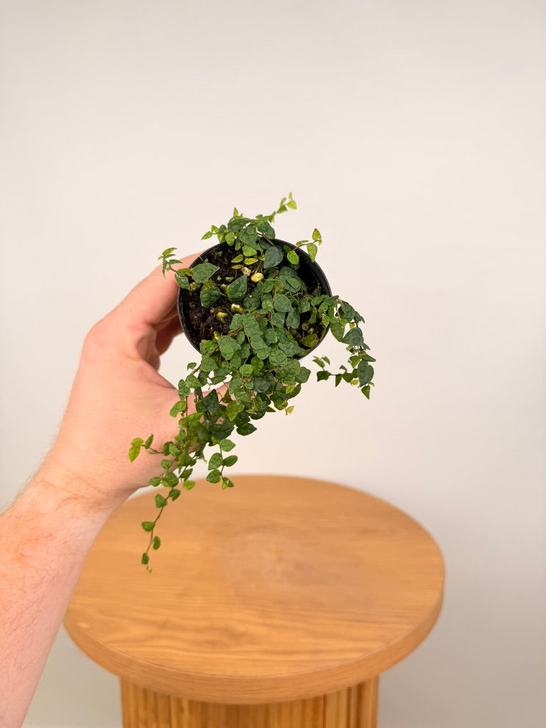 Ficus Pumila - Minima