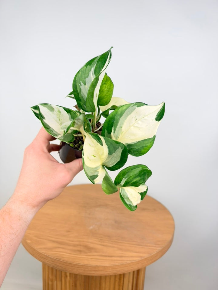 Epipremnum Aureum - Manjula