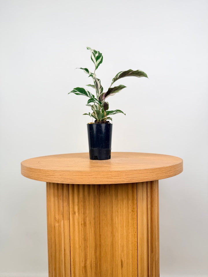 Goeppertia [Calathea] Lietzei - White Fusion