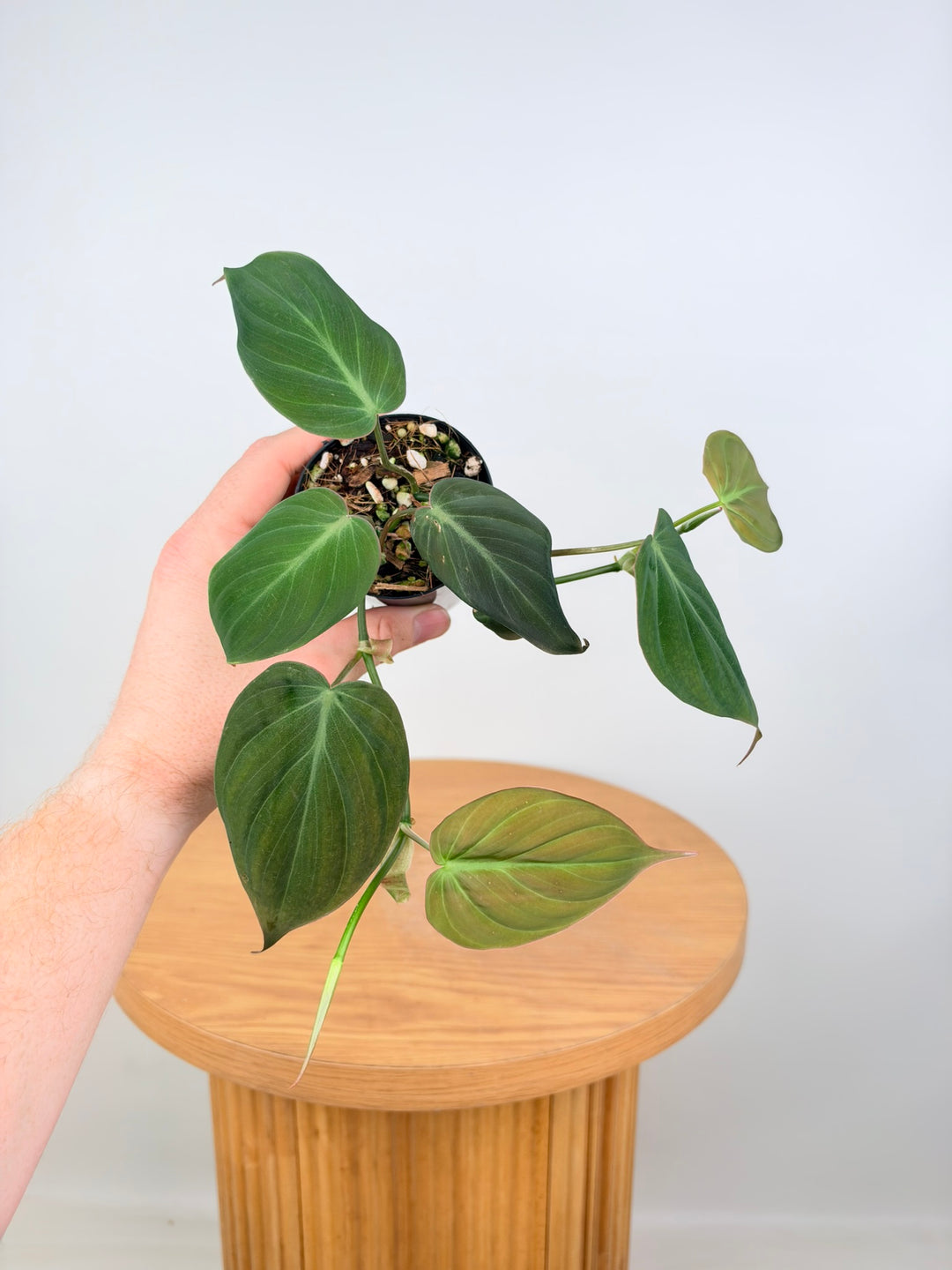 Philodendron Hederaceum - Micans