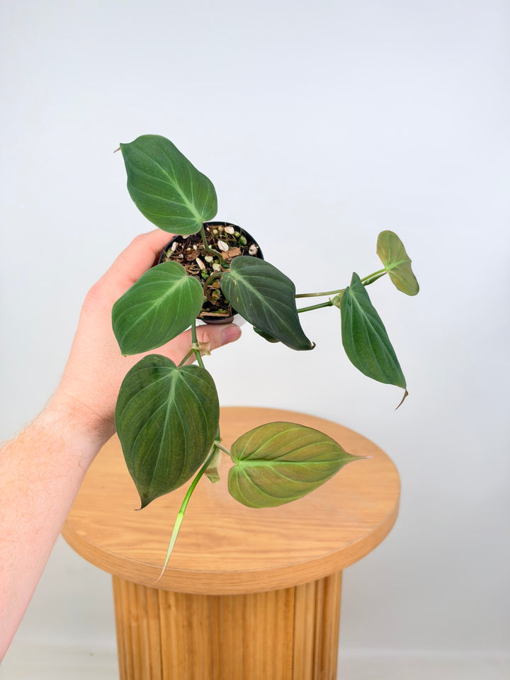 Philodendron Hederaceum - Micans