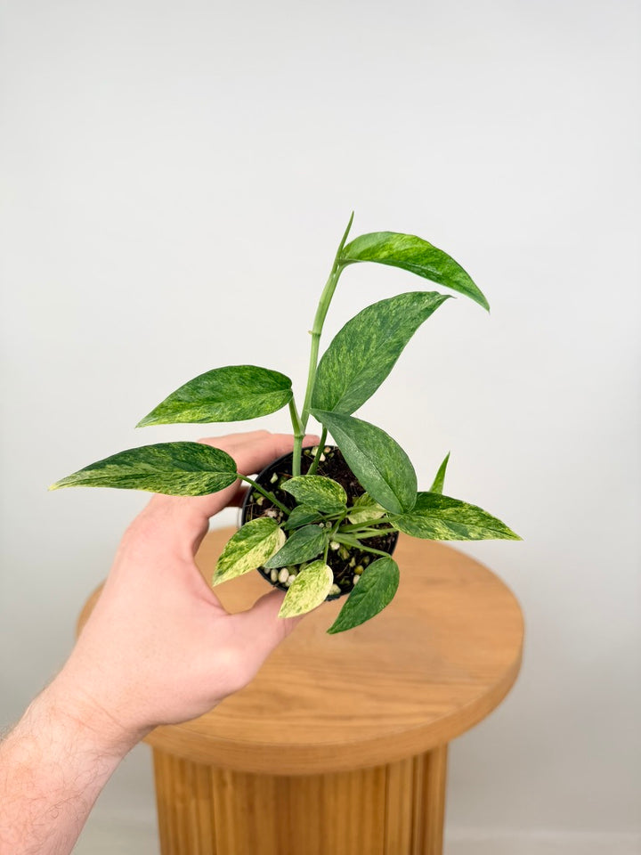 Epipremnum Pinnatum - Mint