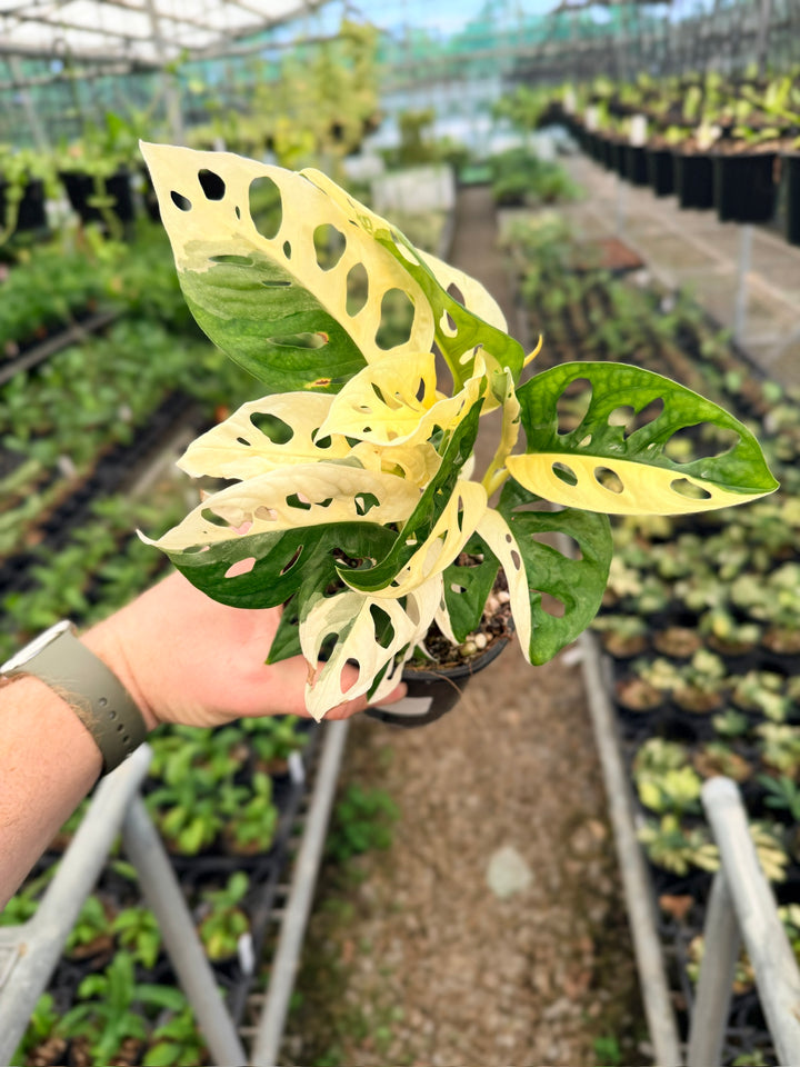 Handpicked #129 - Monstera Adansonii - Monkey Mask - Variegated Albo - Double Planted
