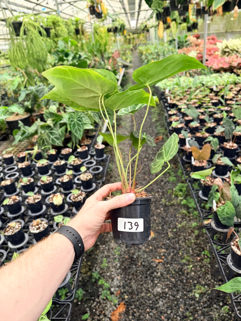 Handpicked #139 - Anthurium Crystallinum - Multi Headed