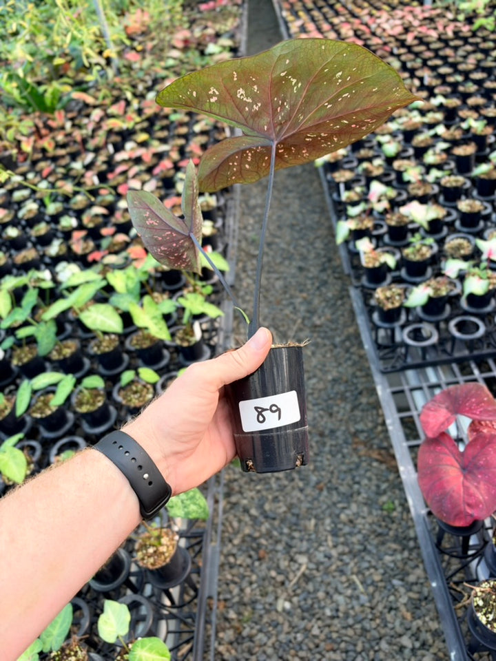 Handpicked #89 - Caladium Bicolor - NOID