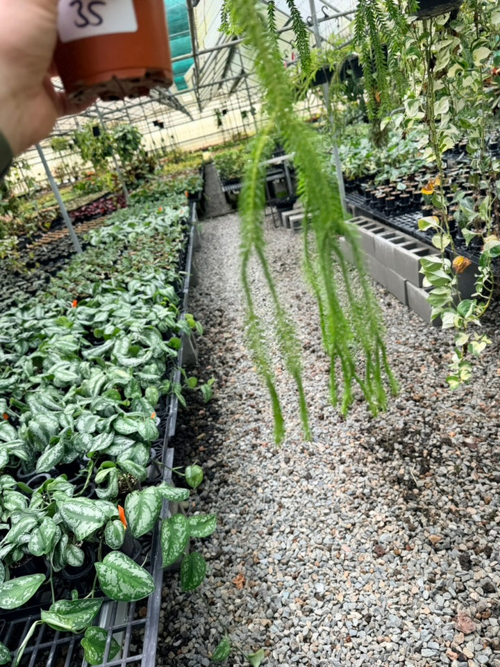 Handpicked #35 - Phlegmariurus squarrosus [Huperzia Squarrosa] - QLD Fine Rock Tassel Fern