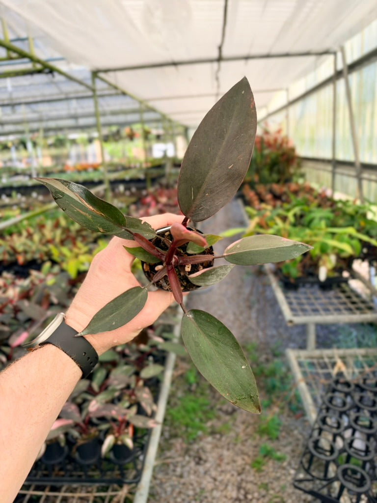 Philodendron Erubescens - Pink Princess - No Current Variegation