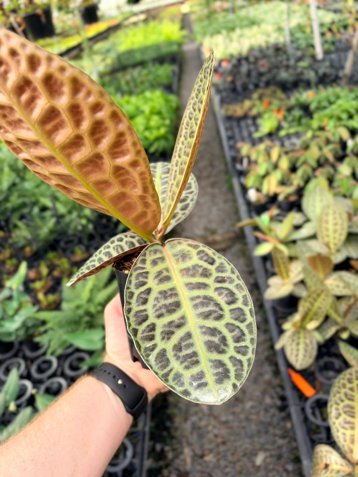 Handpicked #96 - Labisia Beccarii - Turtleback