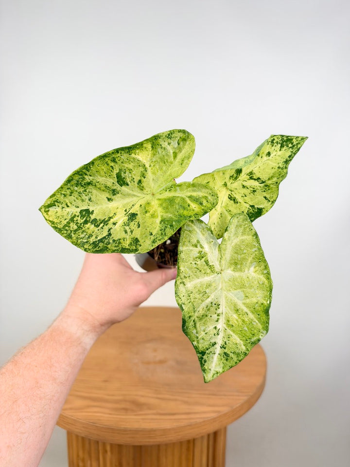 Caladium Bicolor - Frog in a Blender