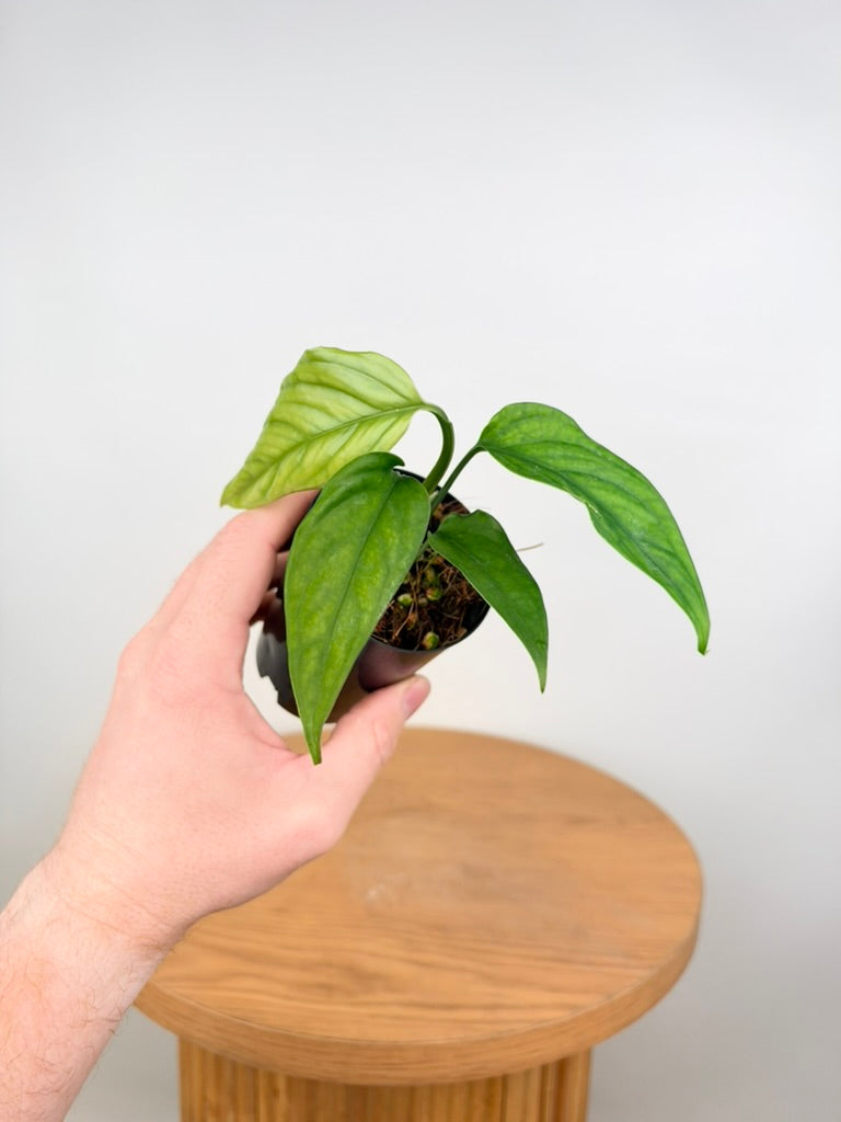 Monstera Obliqua - Filamentous
