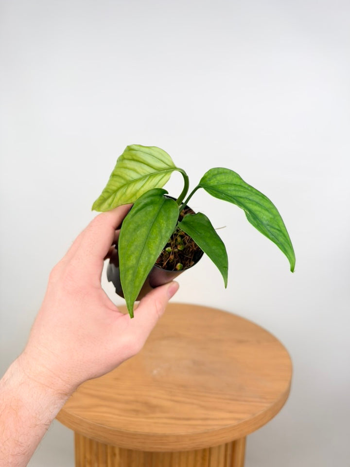 Monstera Obliqua - Filamentous