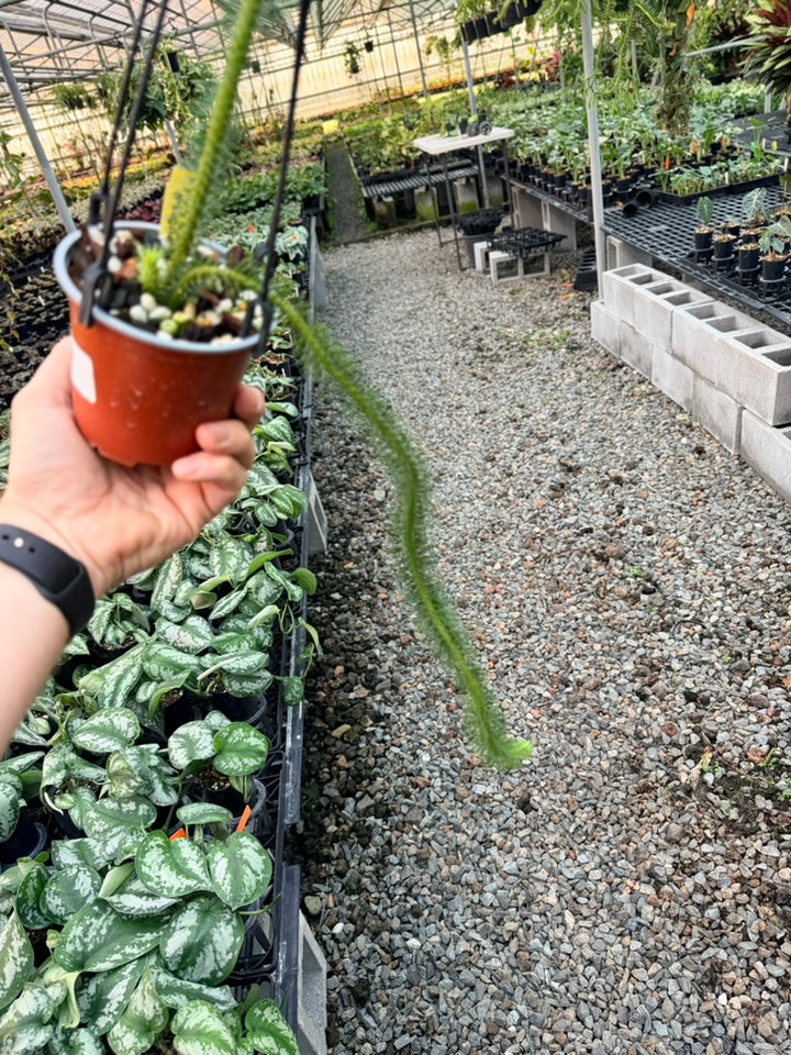Handpicked #9 - Phlegmariurus squarrosus [Huperzia Squarrosa] - Thailand Large Rock Tassel Fern