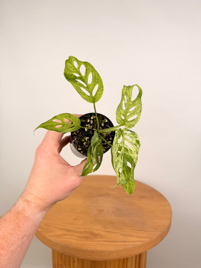 Monstera Adansonii Variegated Mint / Mottled