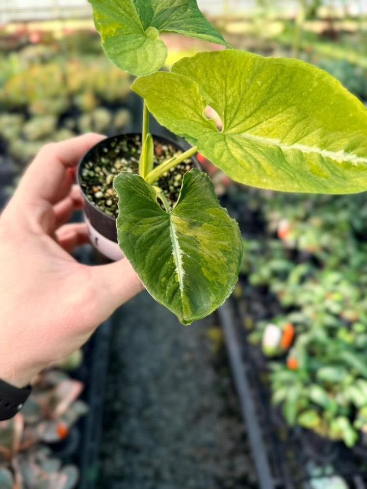 Handpicked #41 - Syngonium Wendlandii - Scrambled Eggs