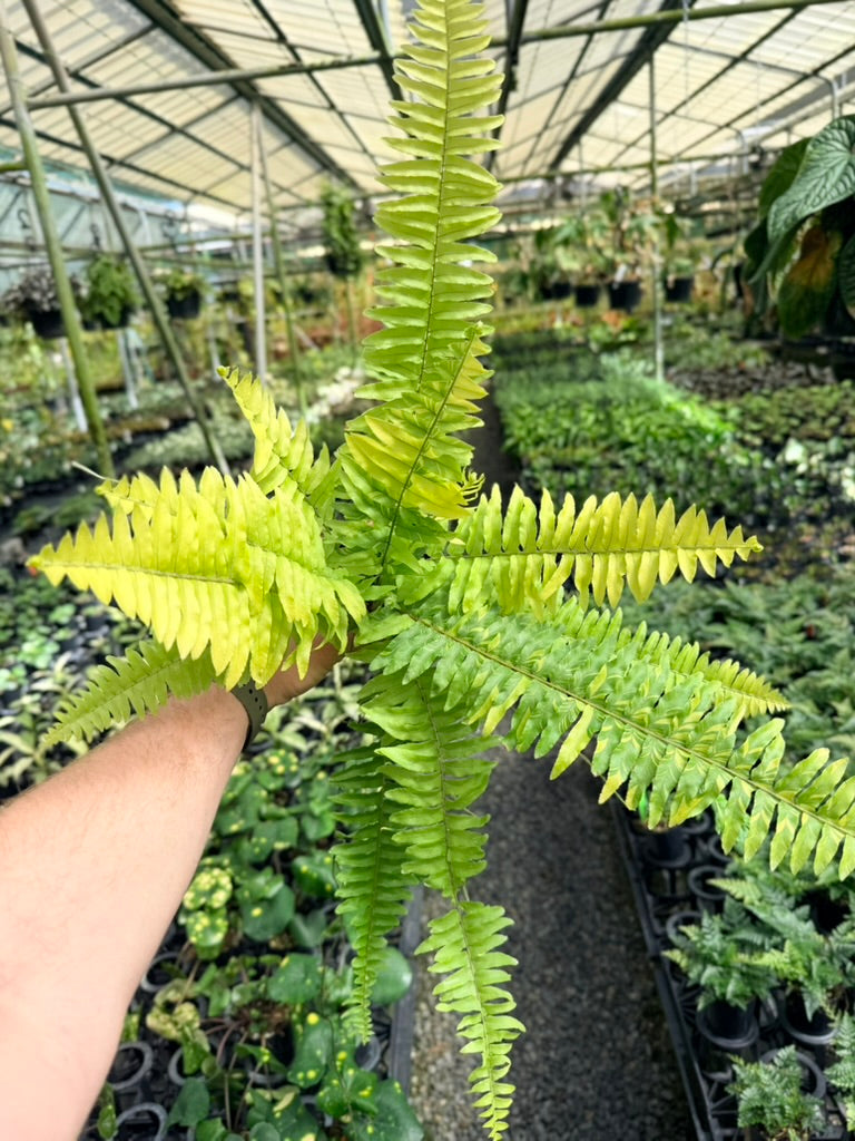 Nephrolepis Exaltata Variegata - Boston Tiger Fern