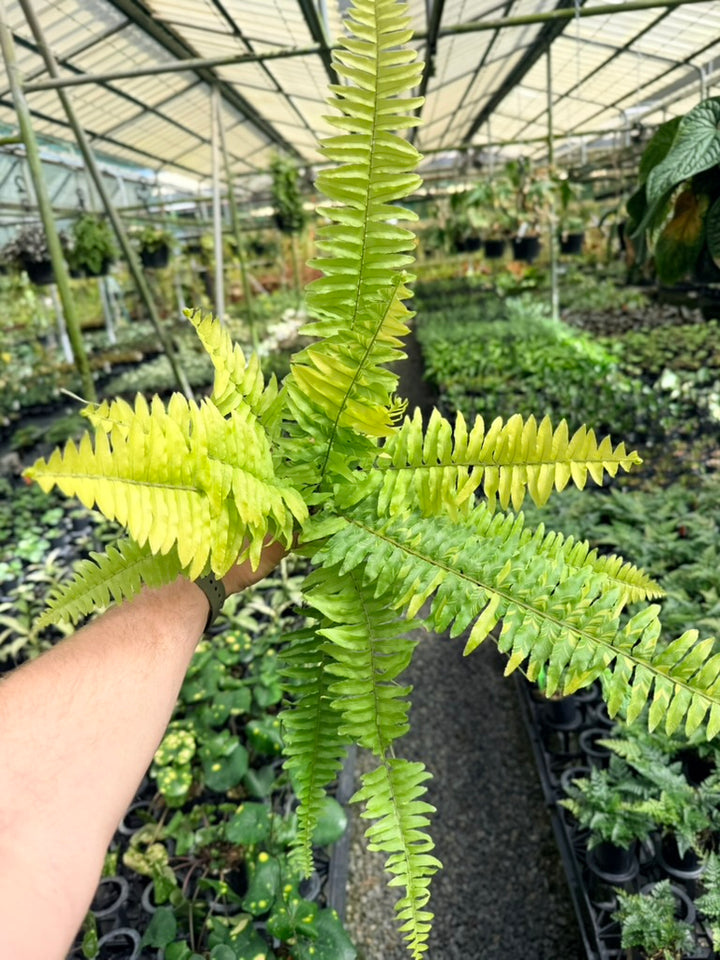 Nephrolepis Exaltata Variegata - Boston Tiger Fern