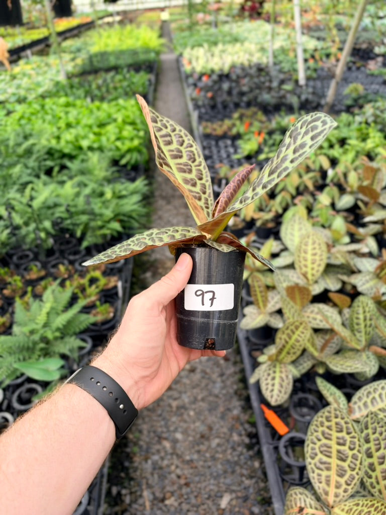 Handpicked #97 - Labisia Beccarii - Turtleback