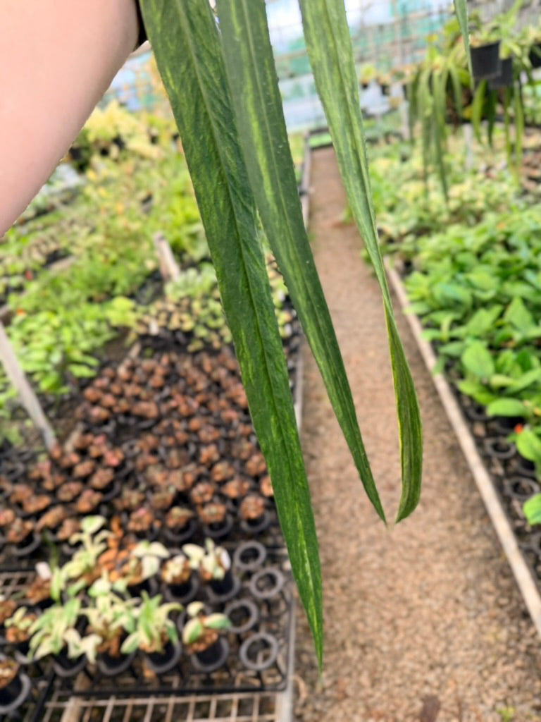 Handpicked #19 - Anthurium Vittariifolium Variegata