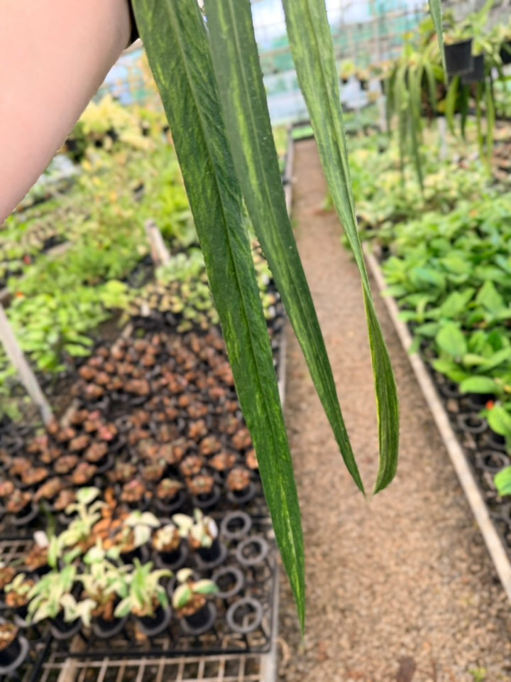 Handpicked #19 - Anthurium Vittariifolium Variegata