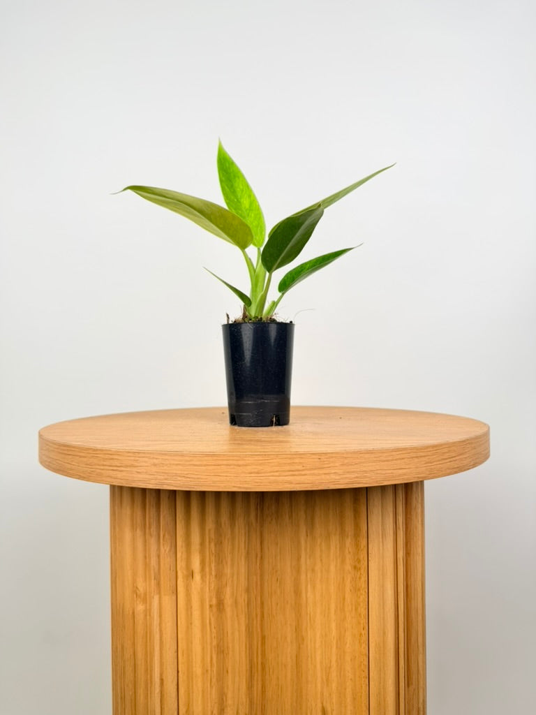 Philodendron Erubescens - Lemon Twist