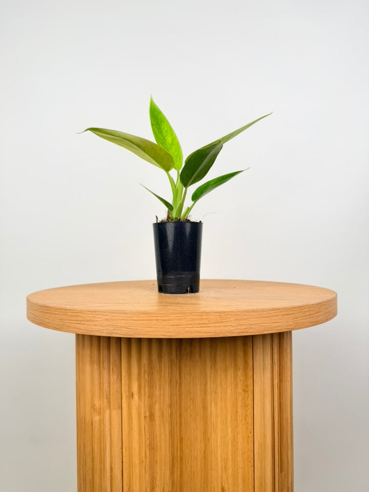 Philodendron Erubescens - Lemon Twist