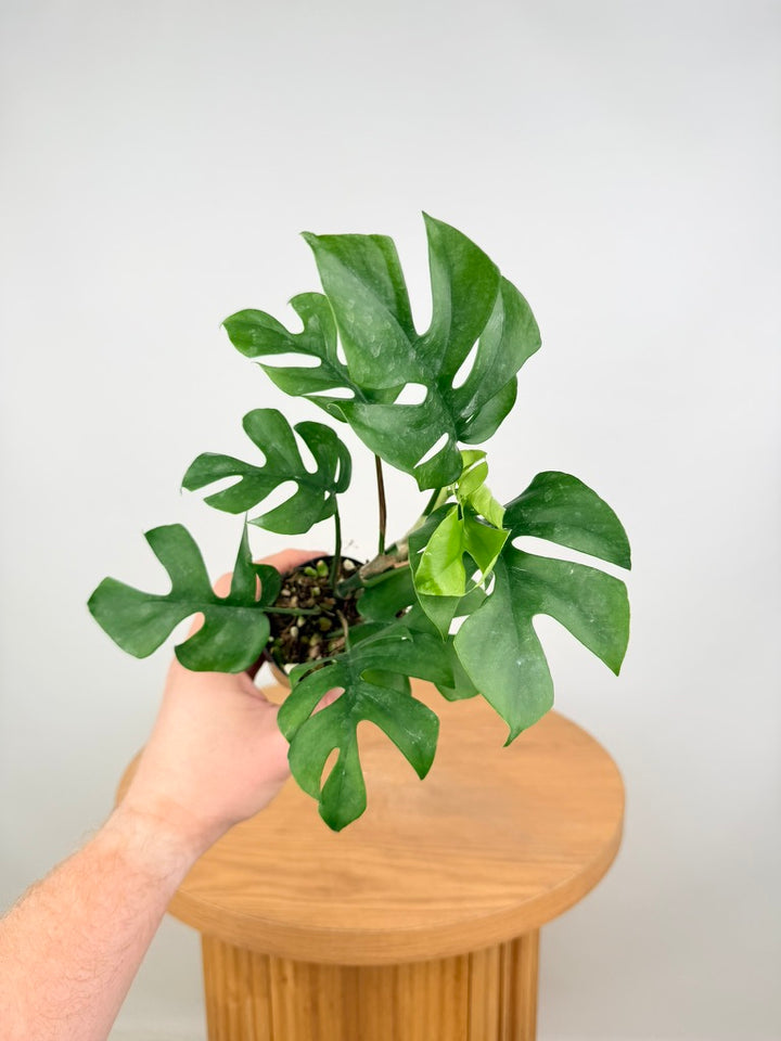 Rhaphidophora Tetrasperma