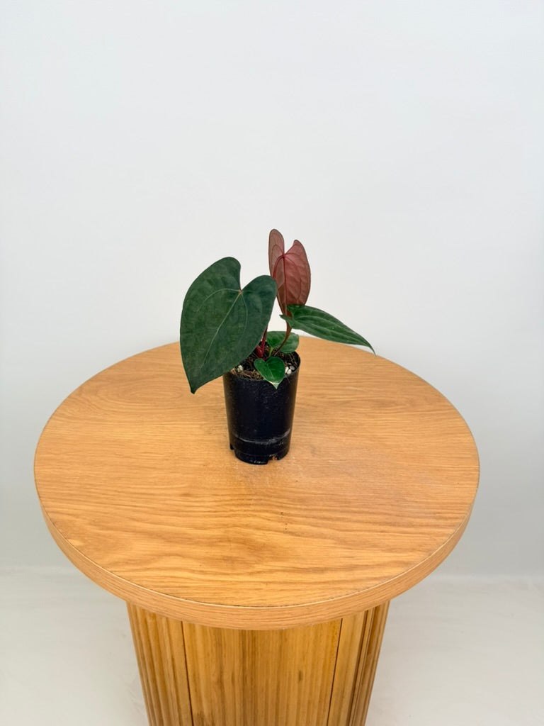 Anthurium Ace of Spades X Anthurium Papillilaminum