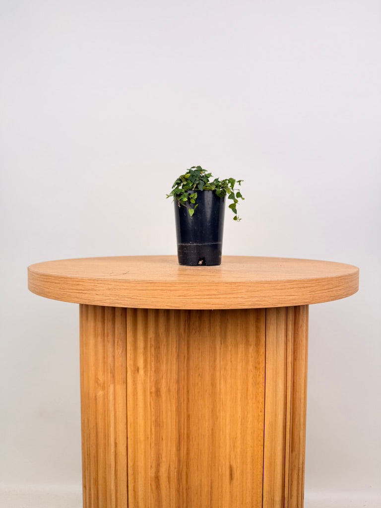 Ficus Pumila - Minima