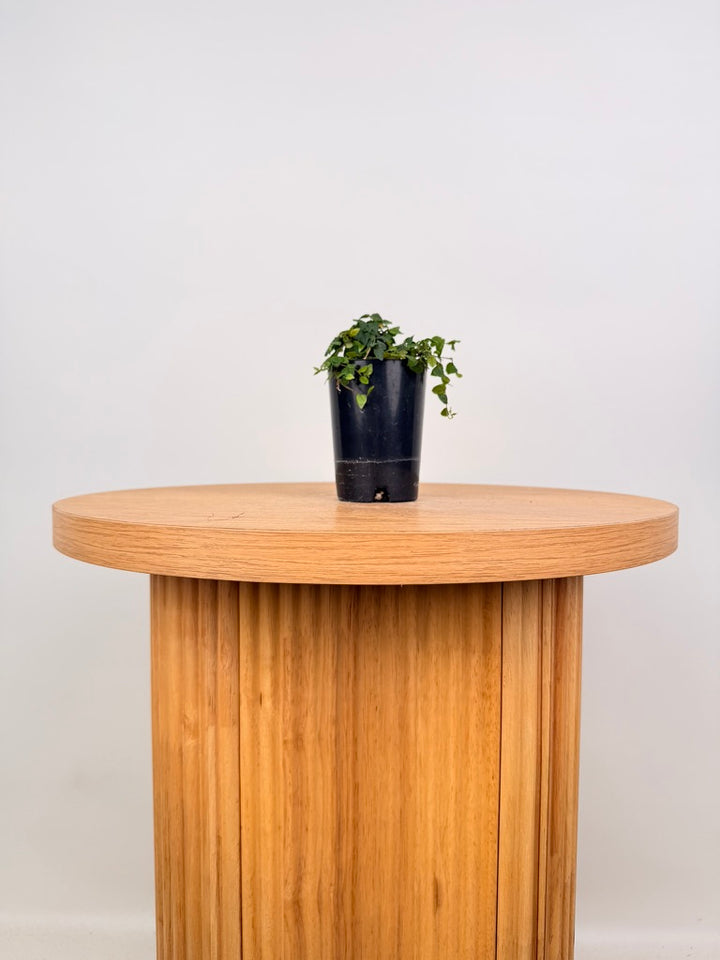 Ficus Pumila - Minima