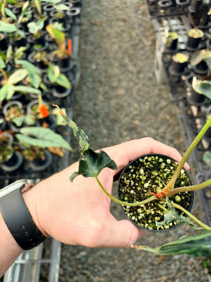 Handpicked #85 - Alocasia Loco