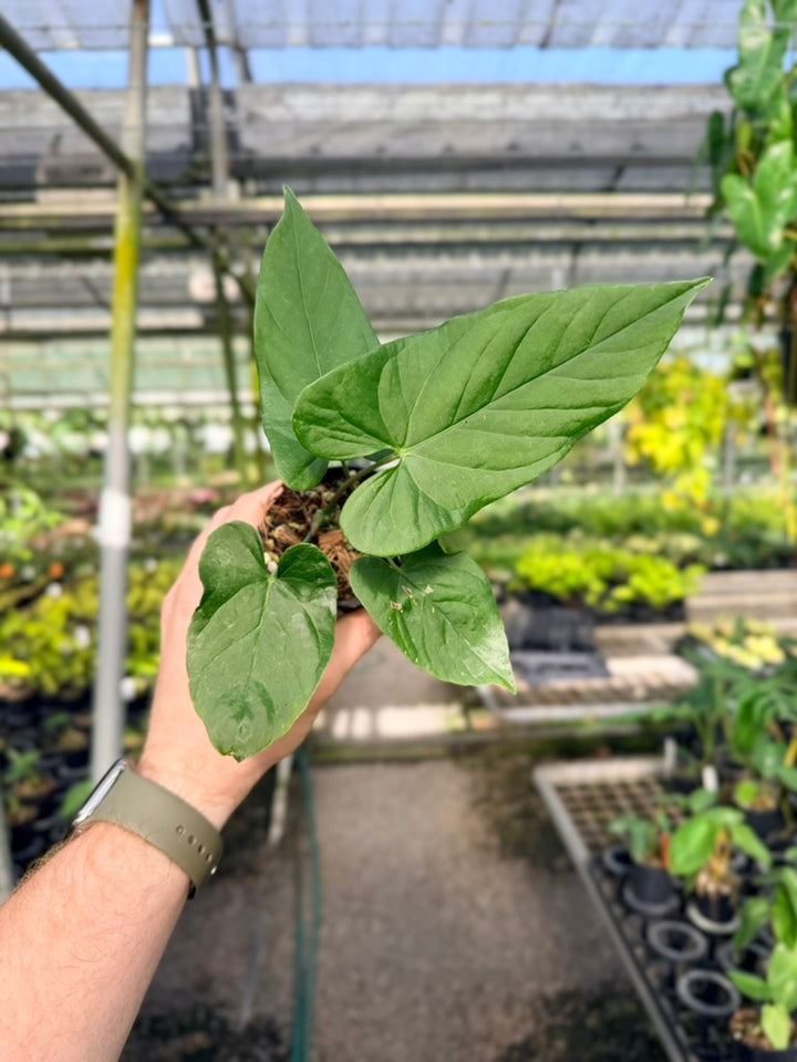 Anthurium Balaoanum