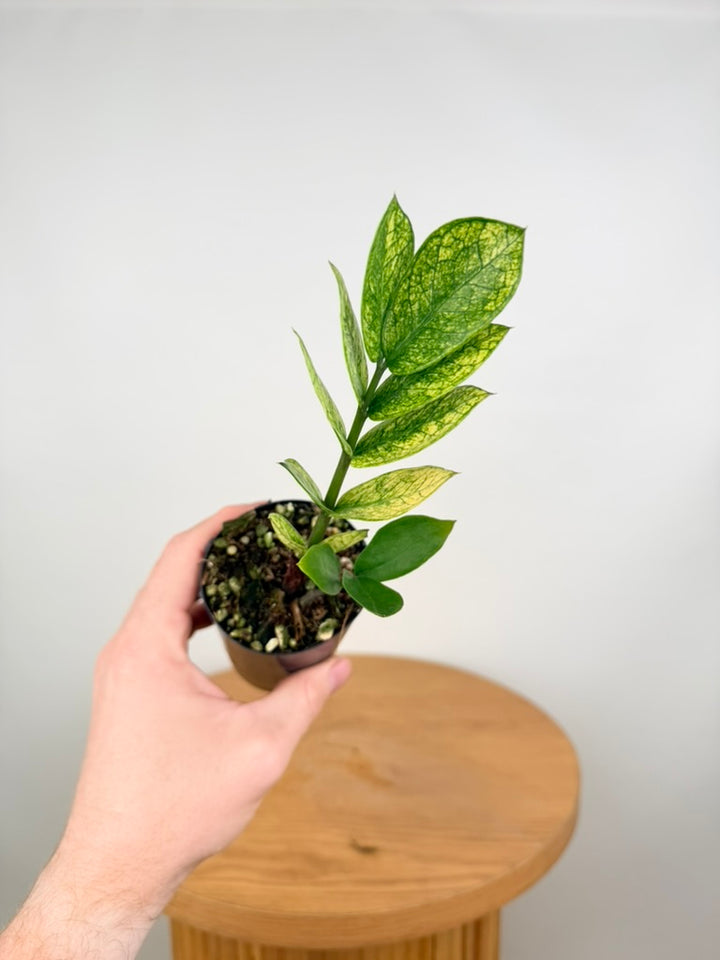 Zamioculcas Zamiifolia - Akebono